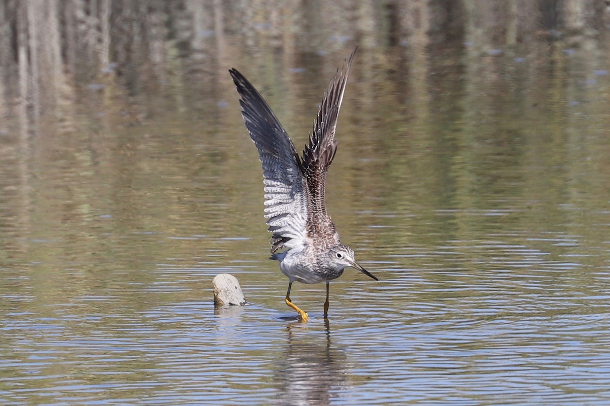 Greater Yellowlegs - ML624611838