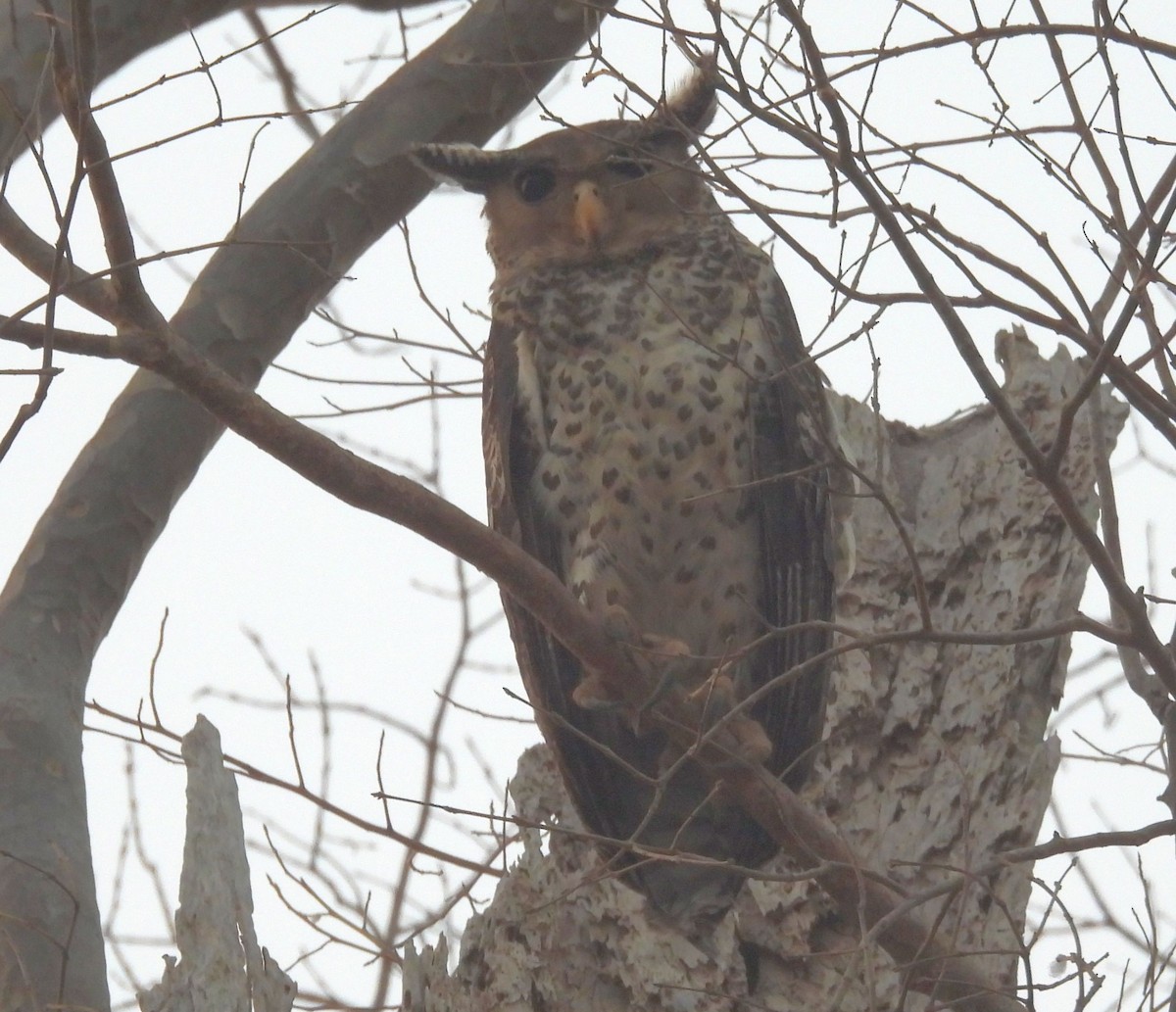 Spot-bellied Eagle-Owl - ML624611958