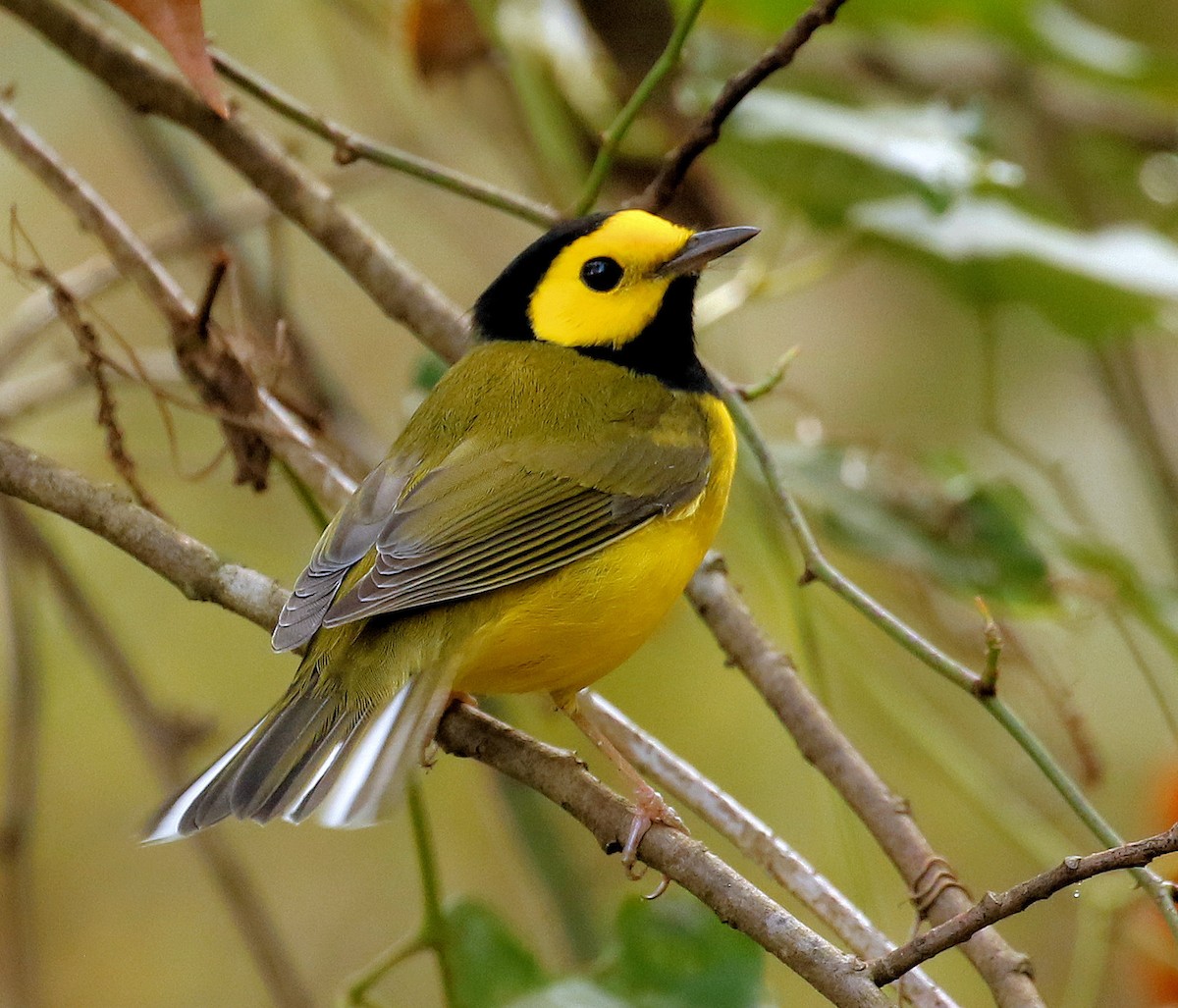 Hooded Warbler - ML624612078