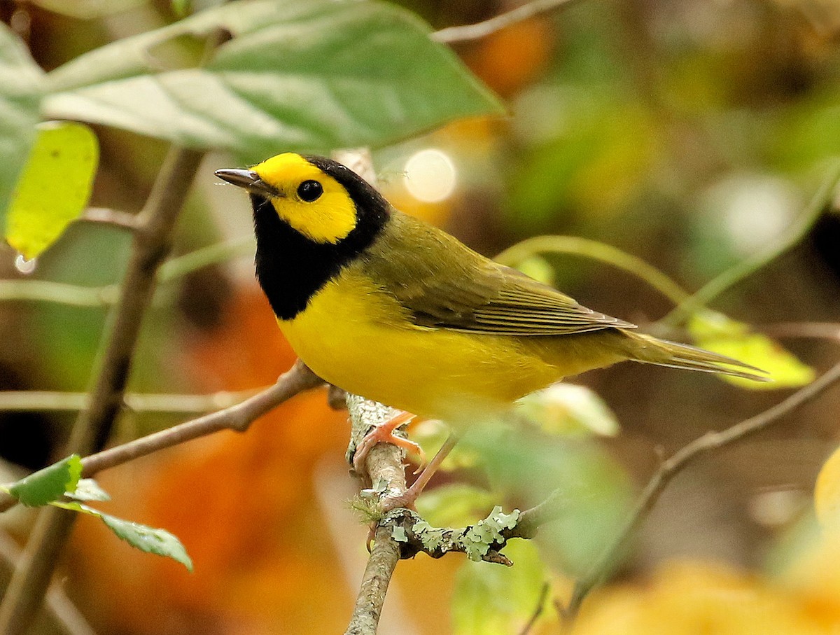 Hooded Warbler - ML624612107