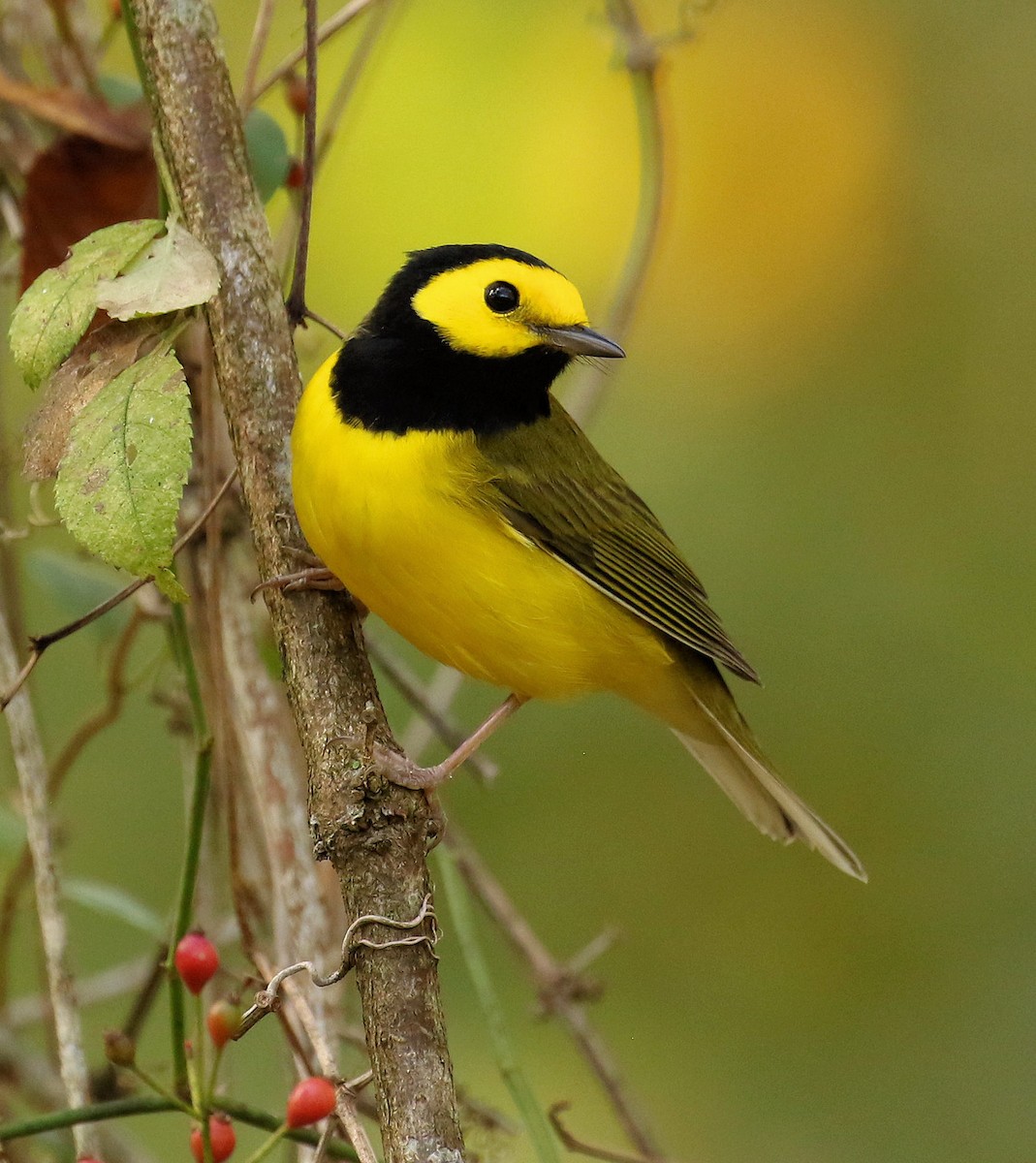 Hooded Warbler - ML624612174