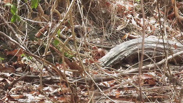 Squirrel Cuckoo - ML624612217
