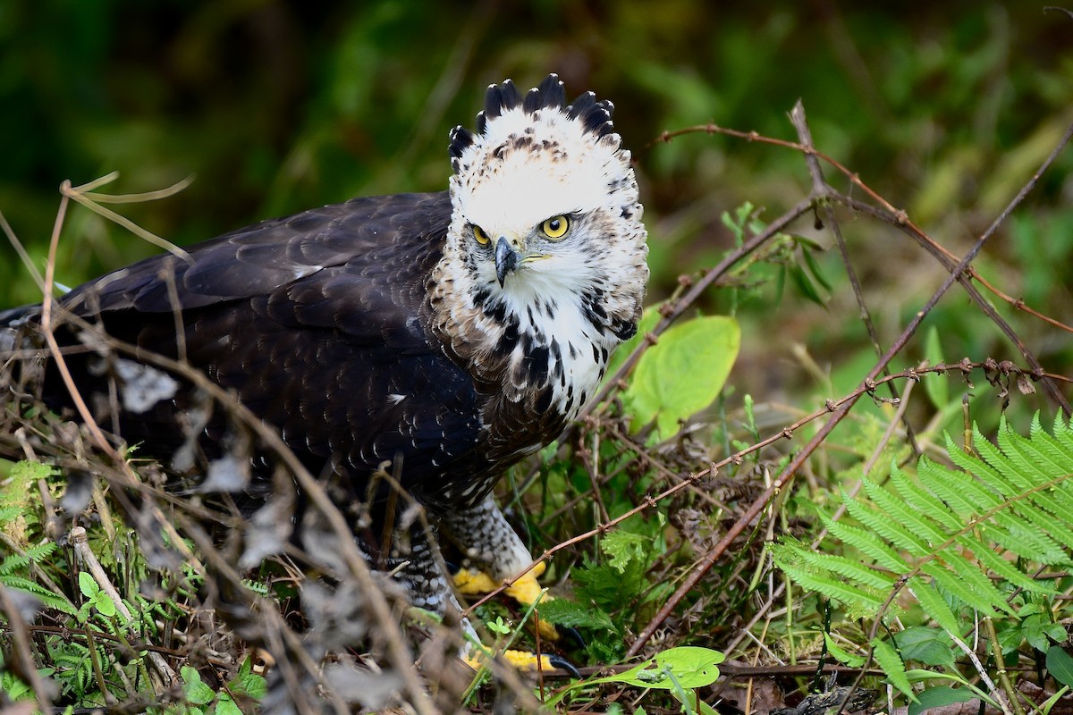 Black Hawk-Eagle - ML624612300