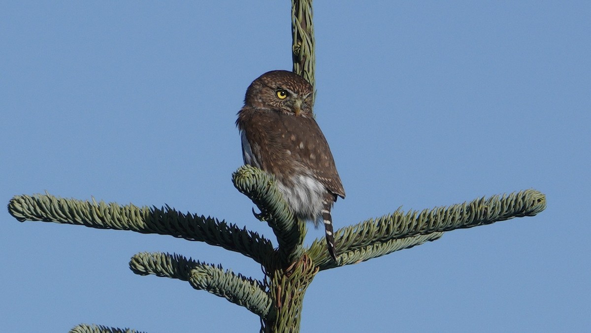 Northern Pygmy-Owl - ML624612388