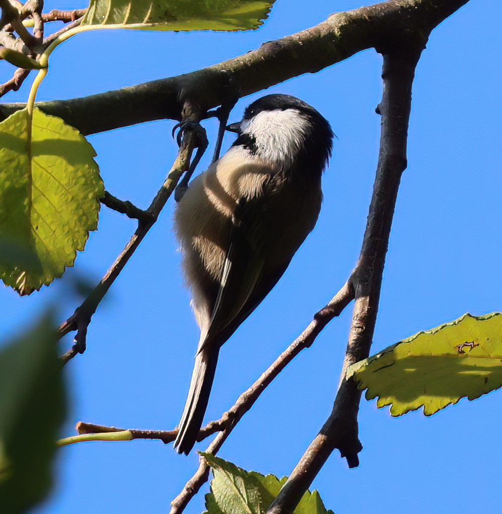 Black-capped Chickadee - ML624612402