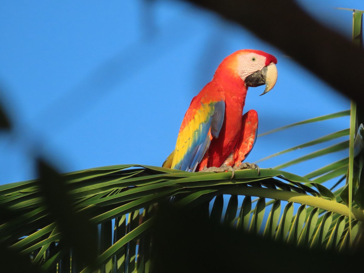 Scarlet Macaw - ML624612478