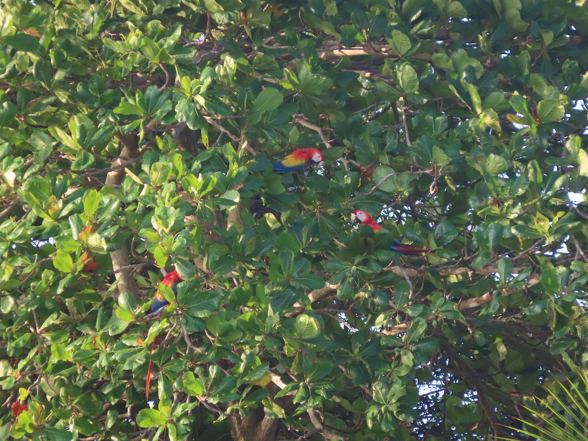 Scarlet Macaw - ML624612479