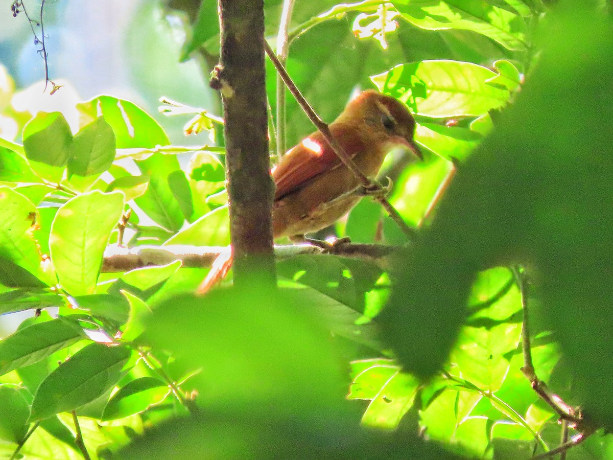 Coiba Spinetail - ML624612658