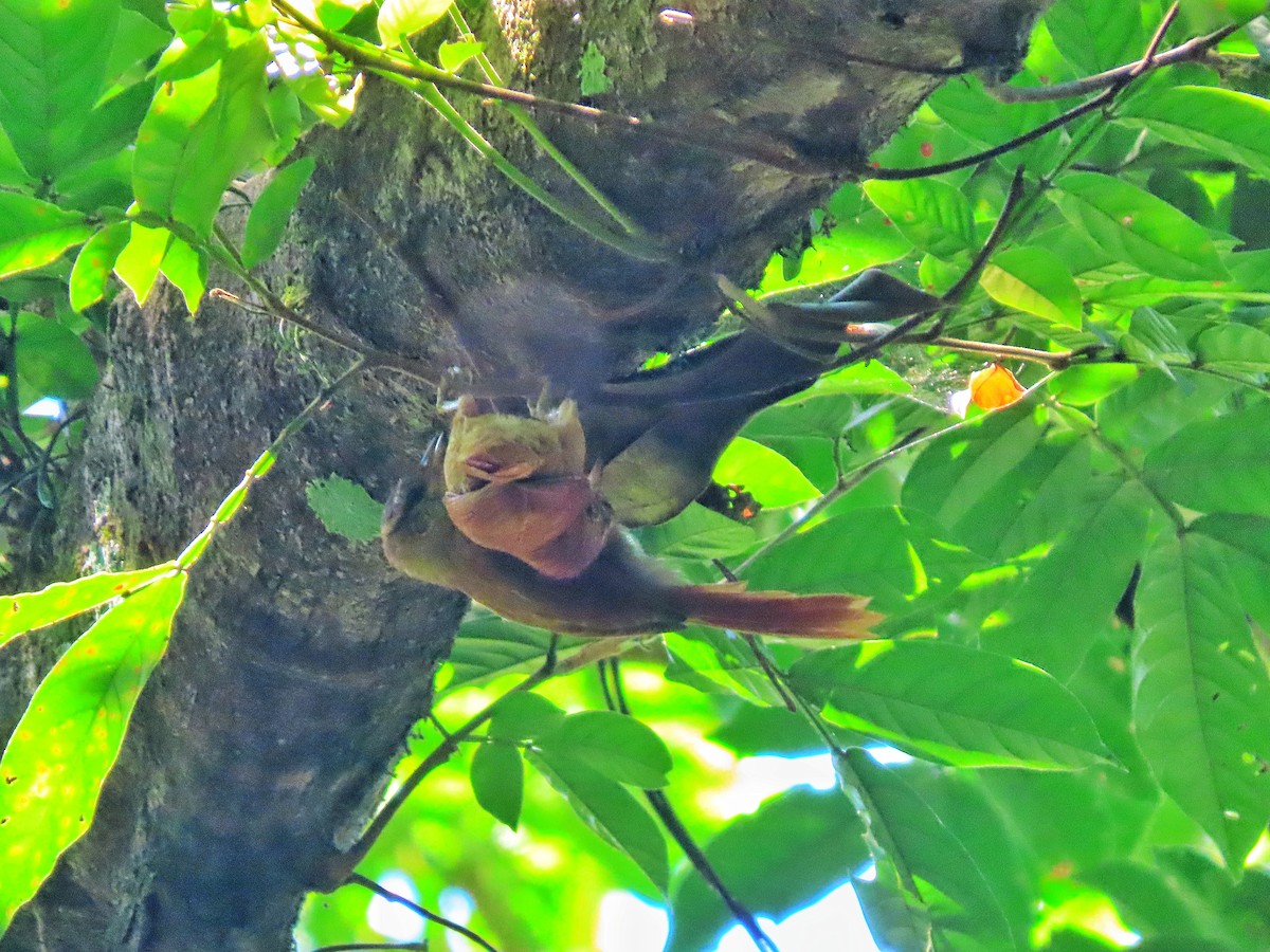 Coiba Spinetail - ML624612659