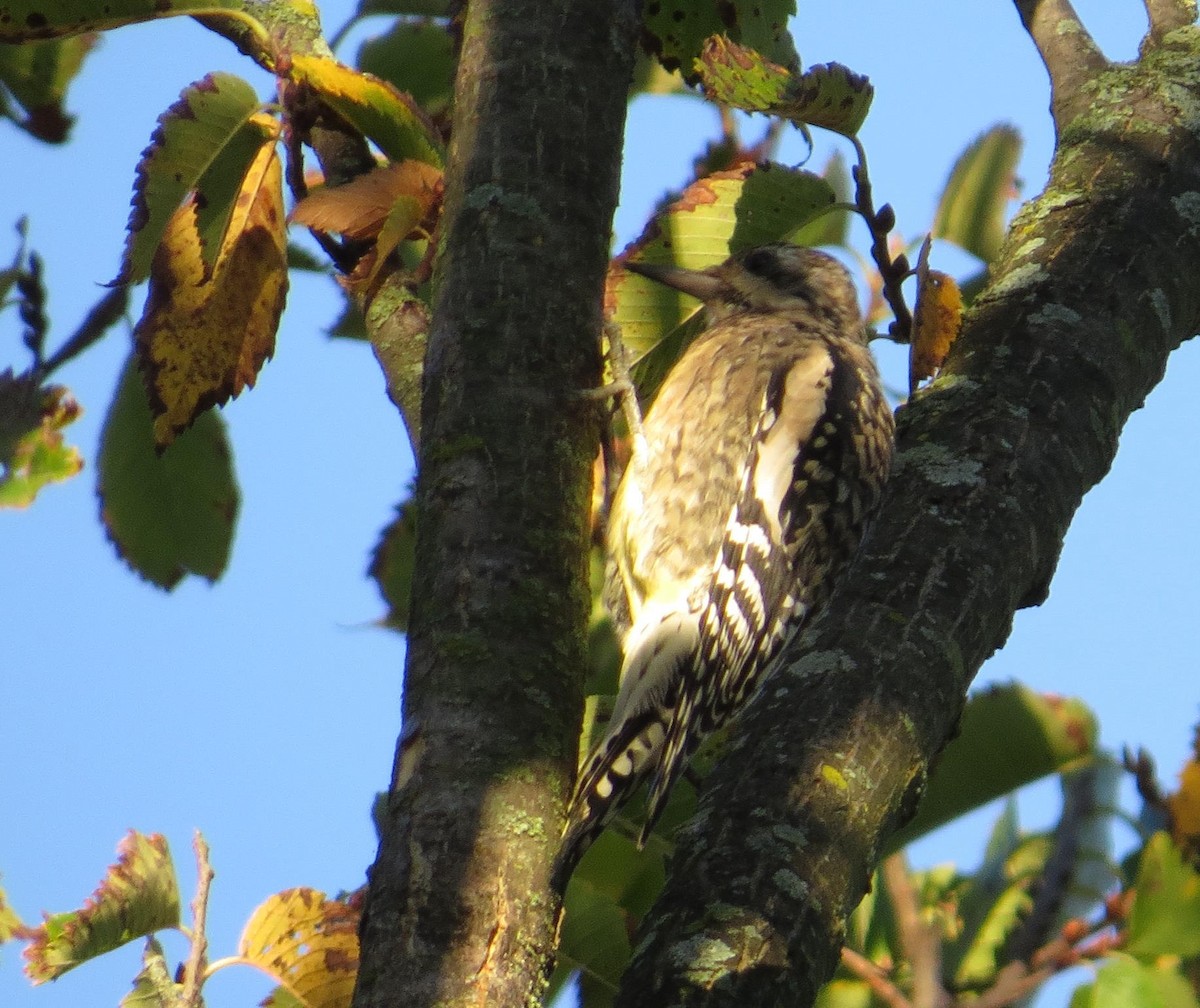 Yellow-bellied Sapsucker - ML624612844