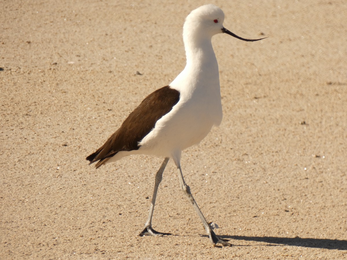 Andean Avocet - ML624613181