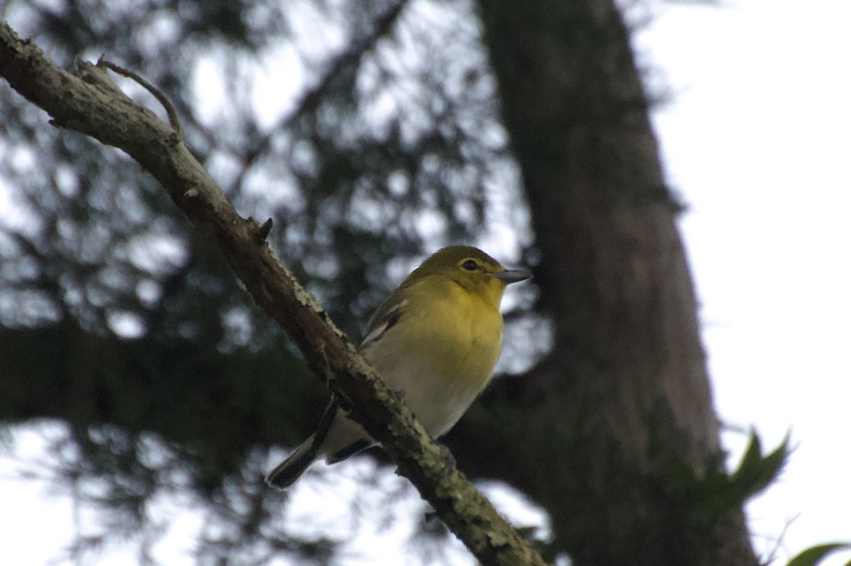 Bireo papo-horia - ML624613389