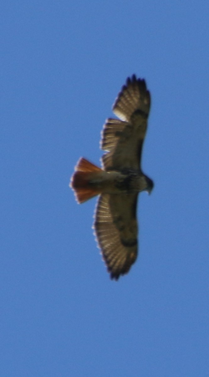 Red-tailed Hawk - ML624613404