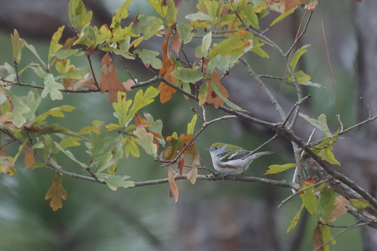 Chestnut-sided Warbler - ML624613408