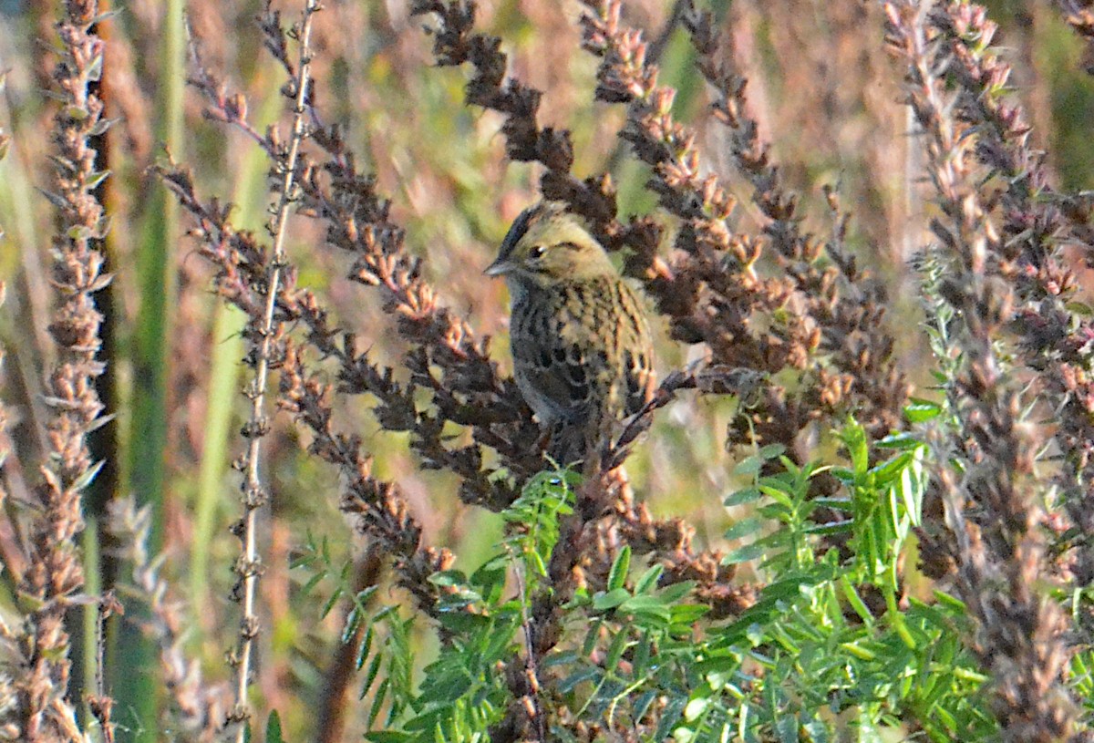 Lincoln's Sparrow - ML624613442