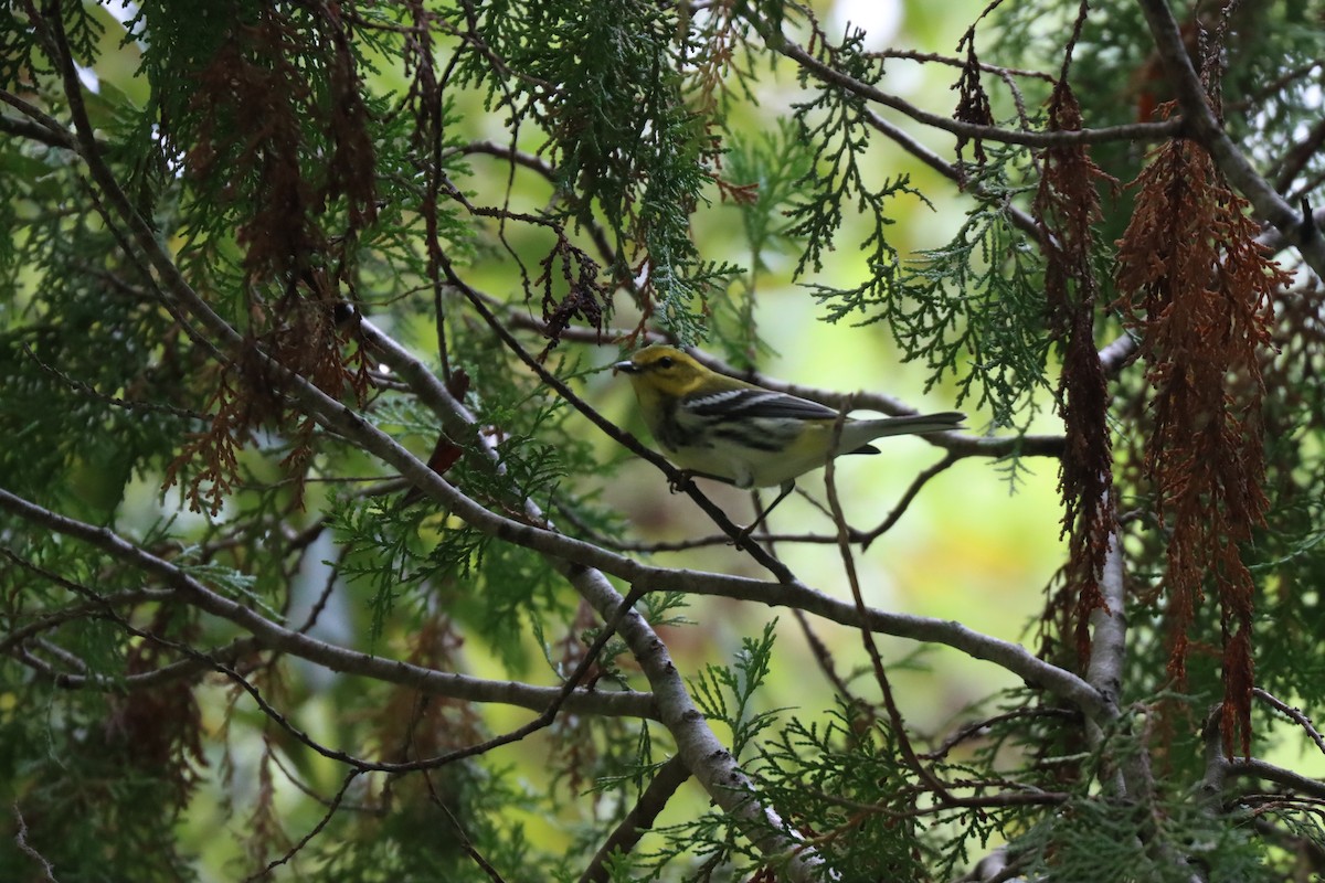 Black-throated Green Warbler - ML624613473