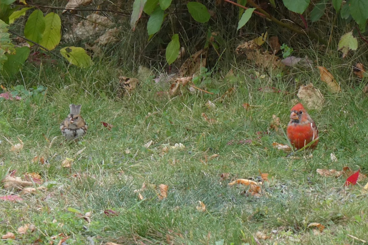 Northern Cardinal - K K