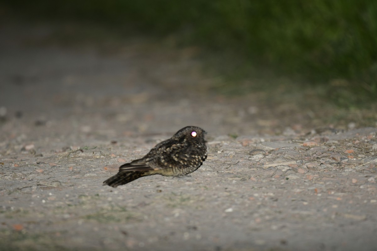 Band-winged Nightjar - ML624613482