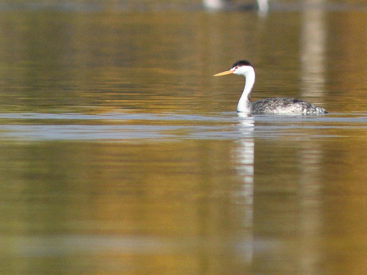 Clark's Grebe - ML624613485