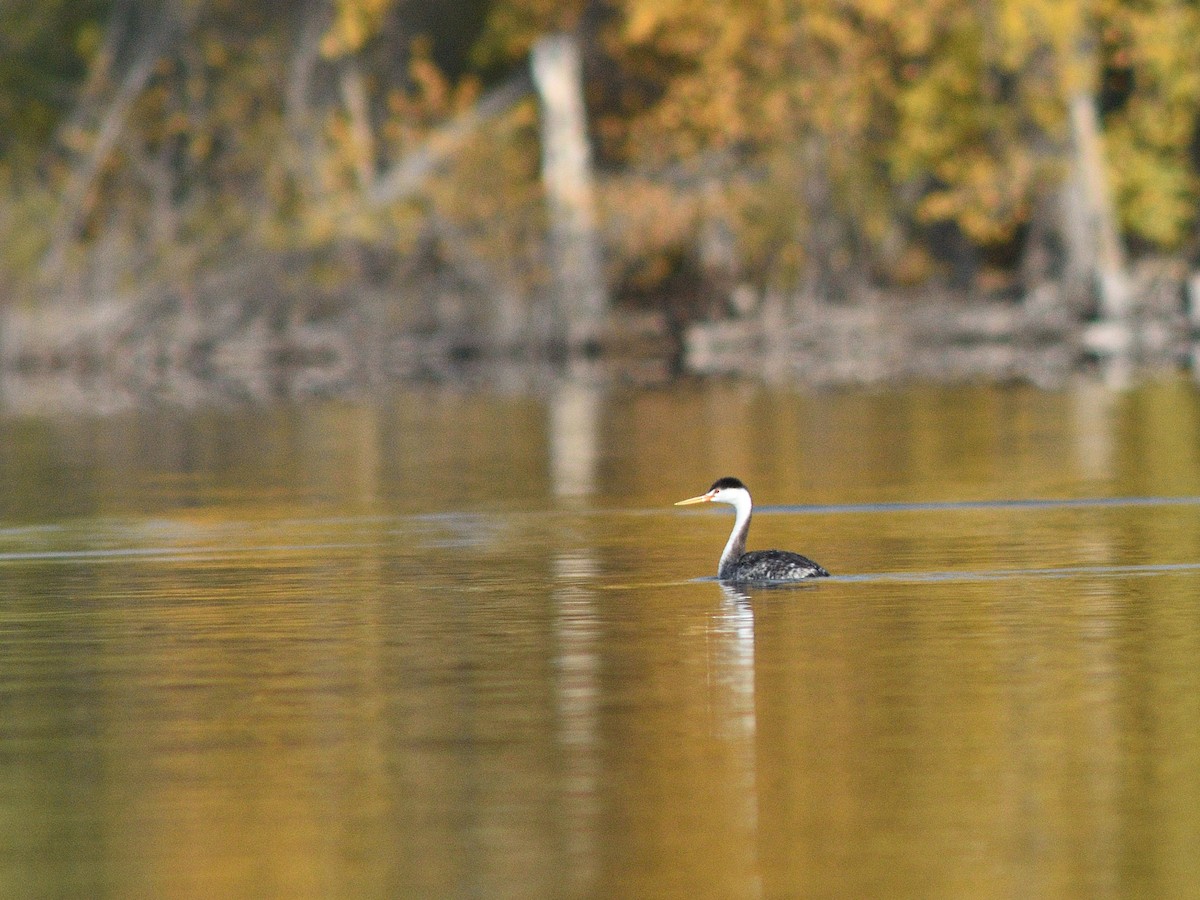 Clark's Grebe - ML624613486