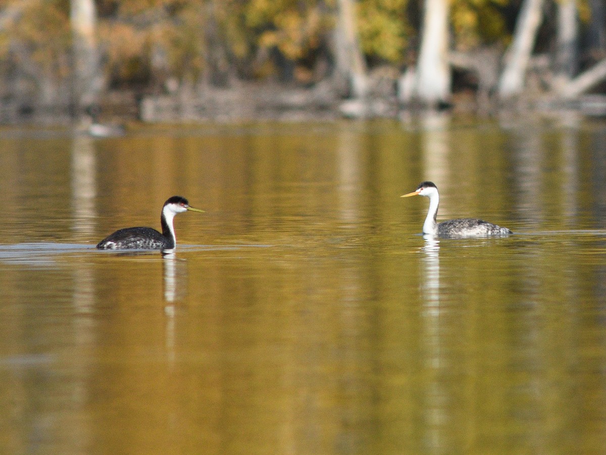 Clark's Grebe - ML624613487