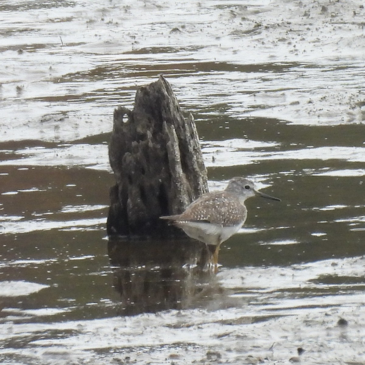 Greater Yellowlegs - ML624613488