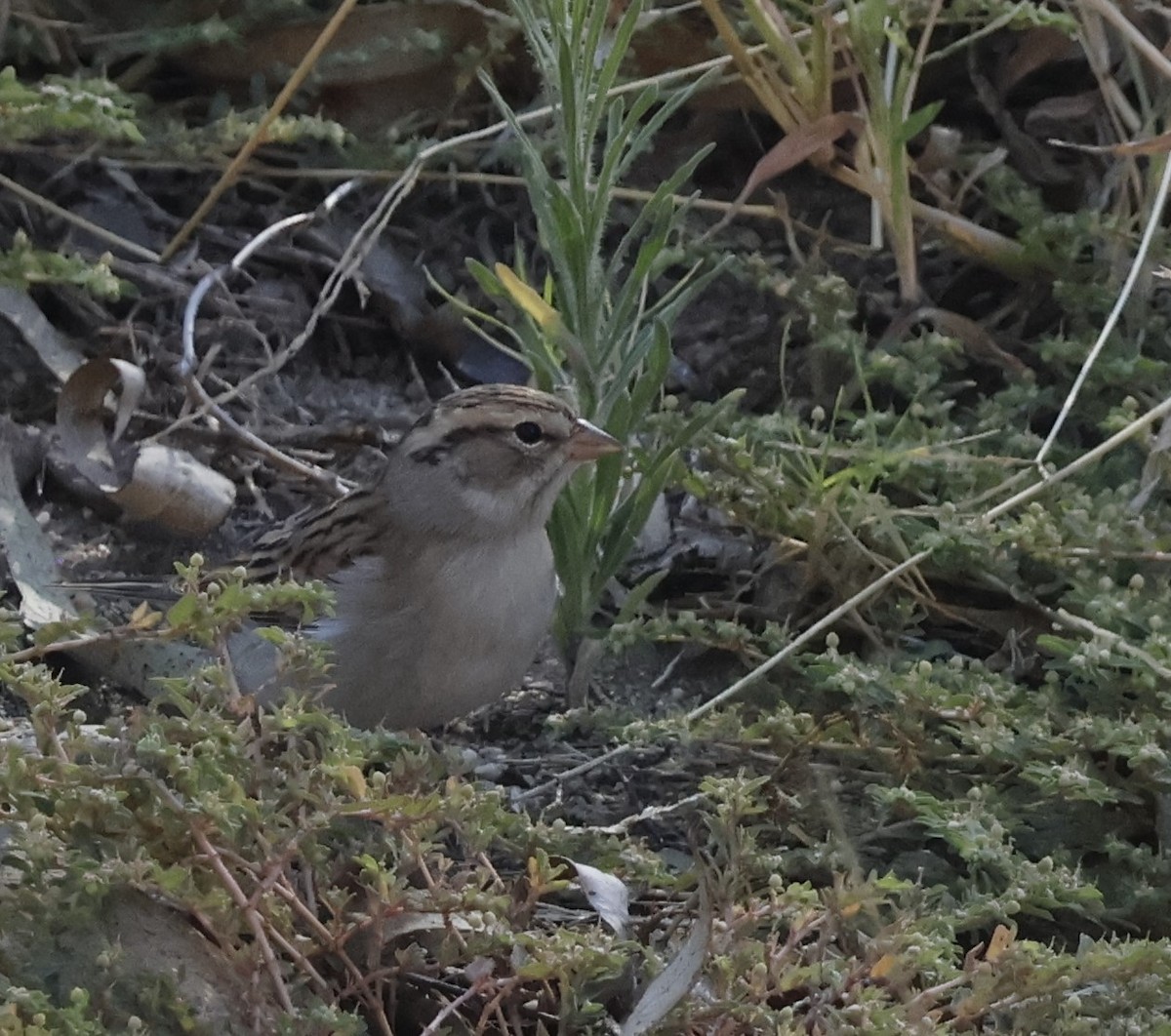 Chipping Sparrow - ML624613489