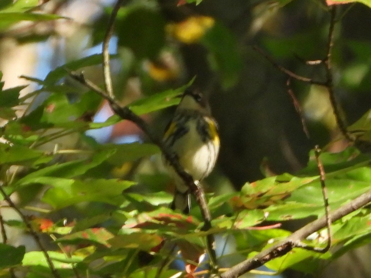 Yellow-rumped Warbler - ML624613490