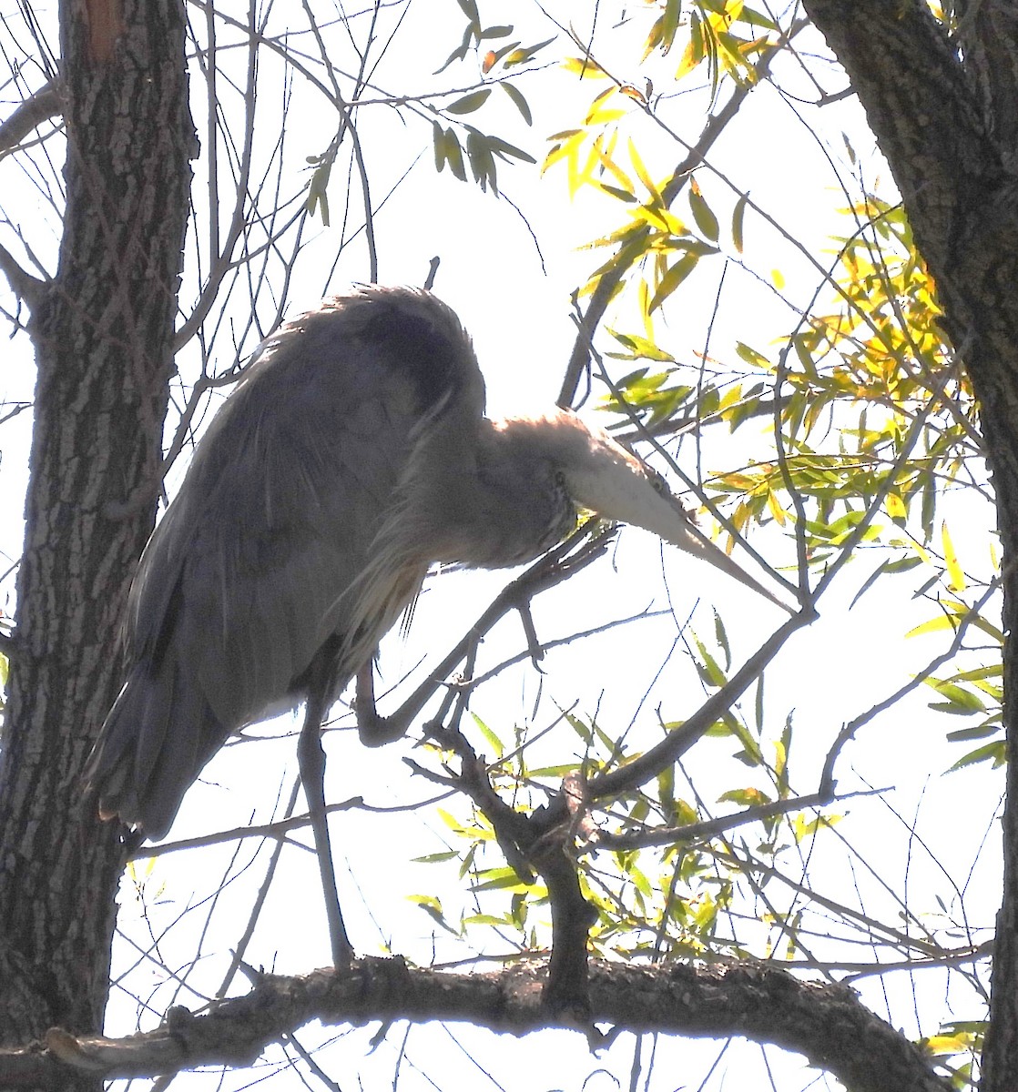 Great Blue Heron - ML624613491