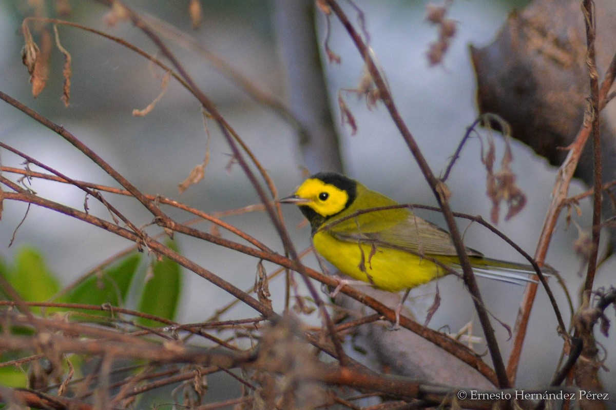 Hooded Warbler - ML624613493