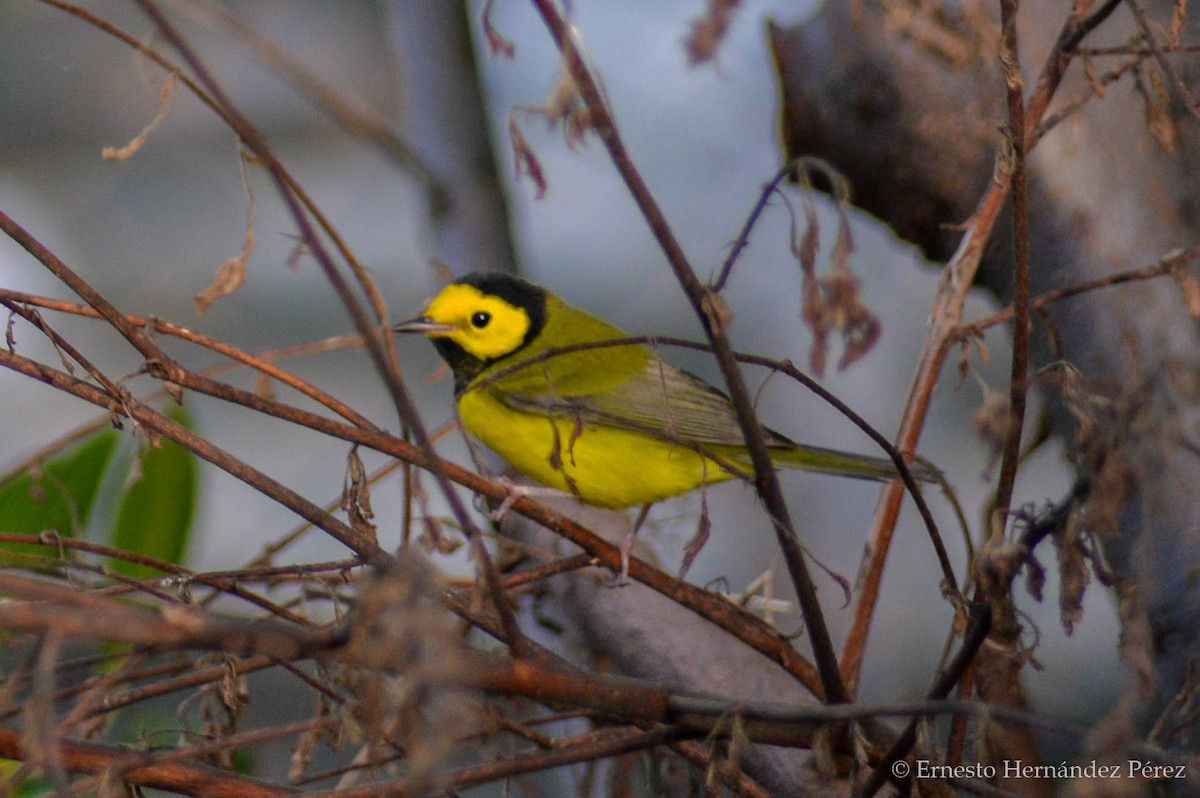 Hooded Warbler - ML624613494