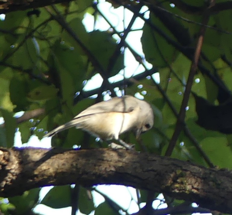 Tufted Titmouse - ML624613496