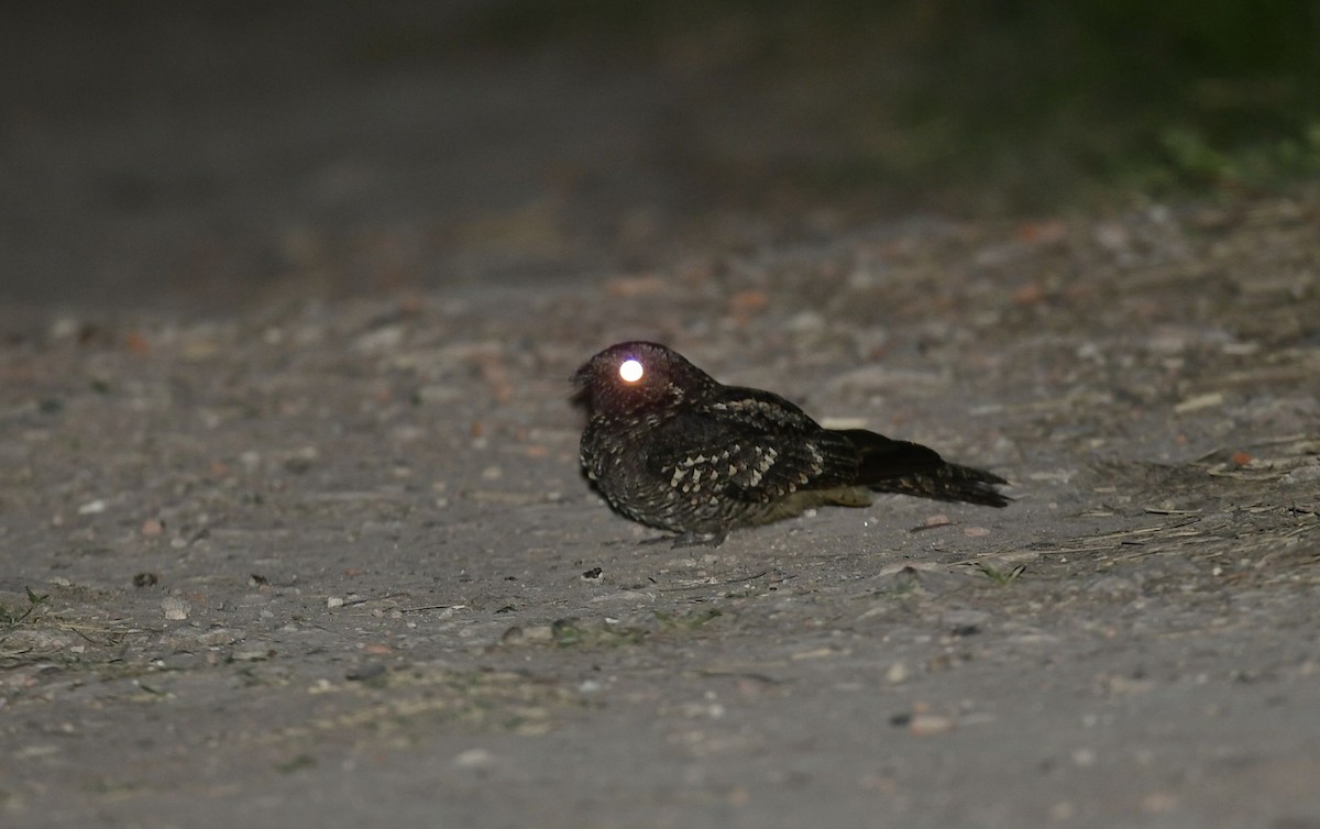 Band-winged Nightjar - ML624613498