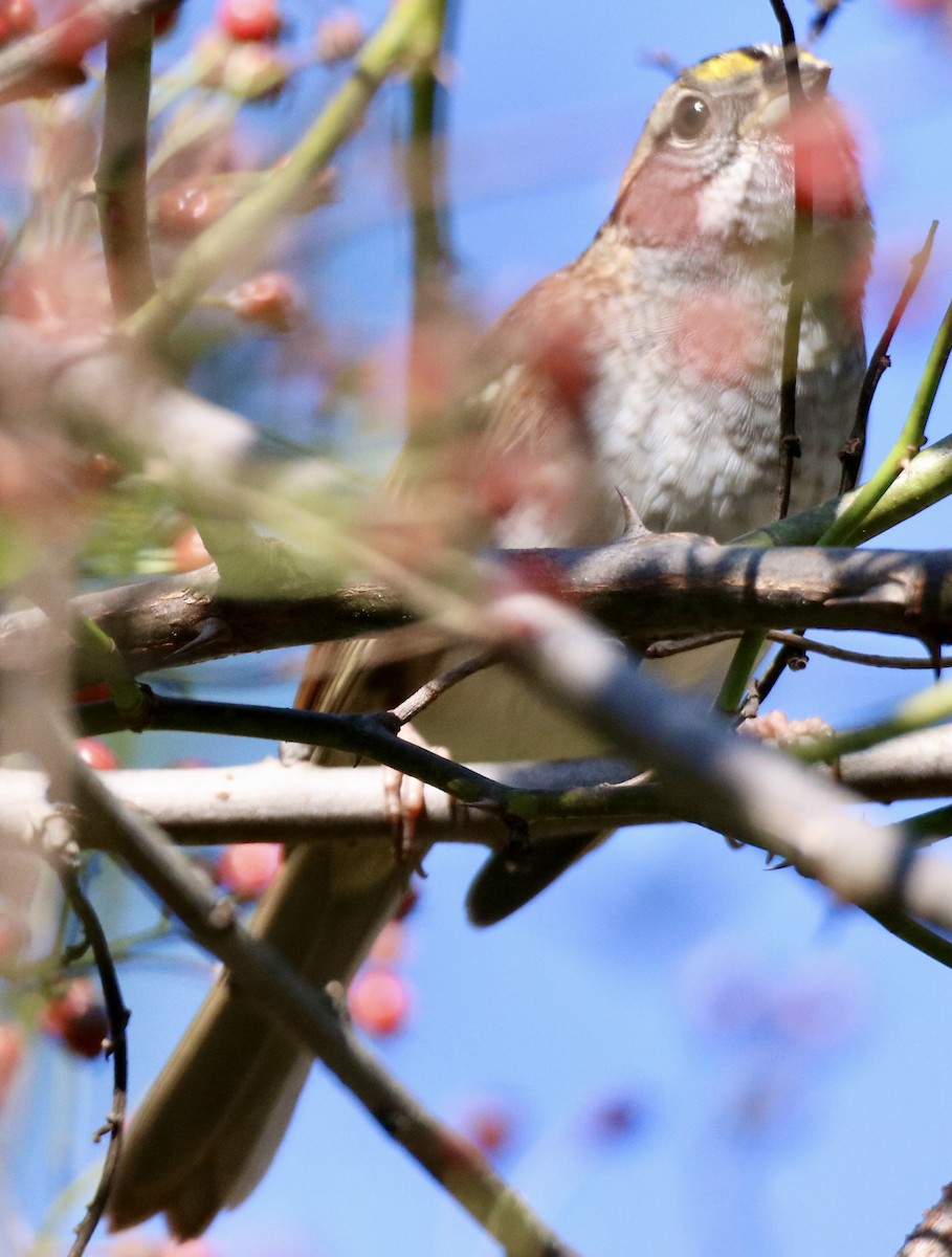 White-throated Sparrow - ML624613499