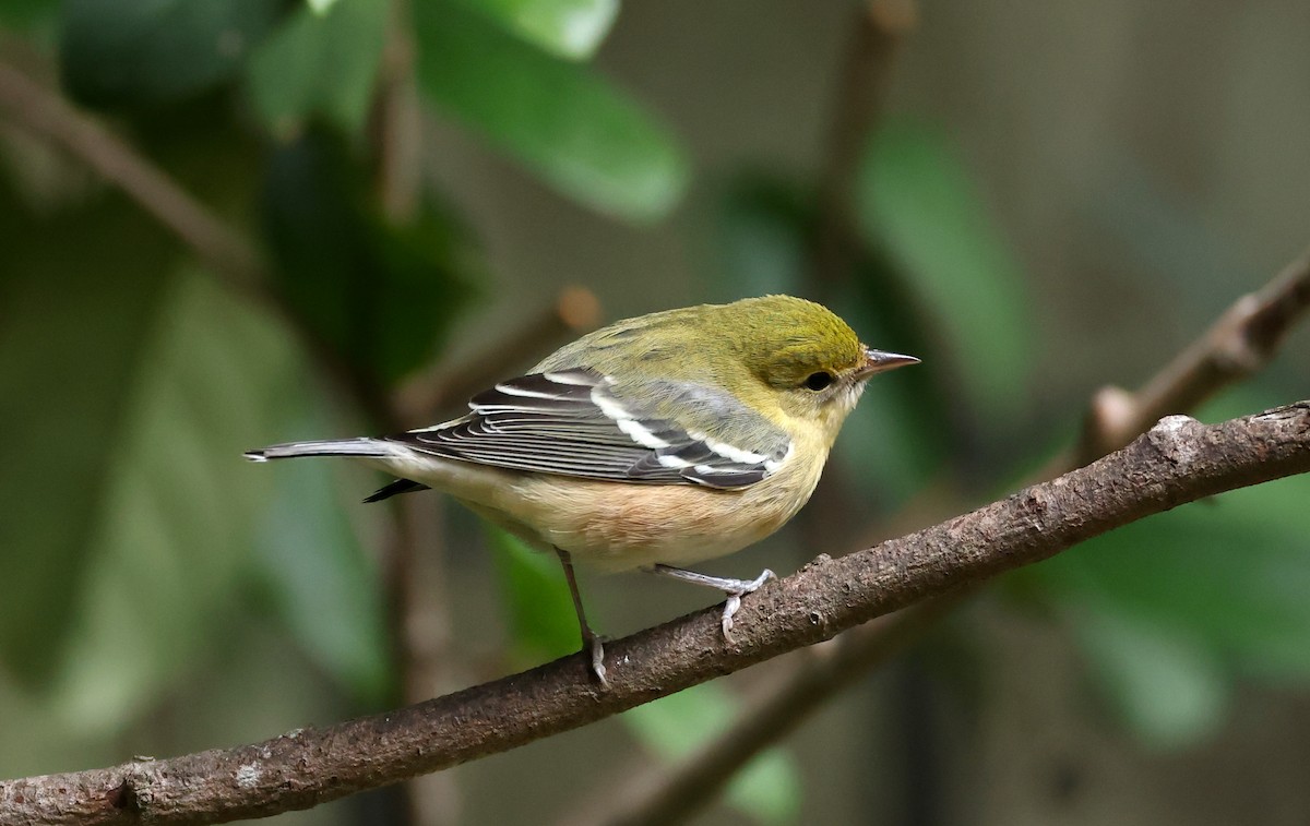 Bay-breasted Warbler - ML624613500