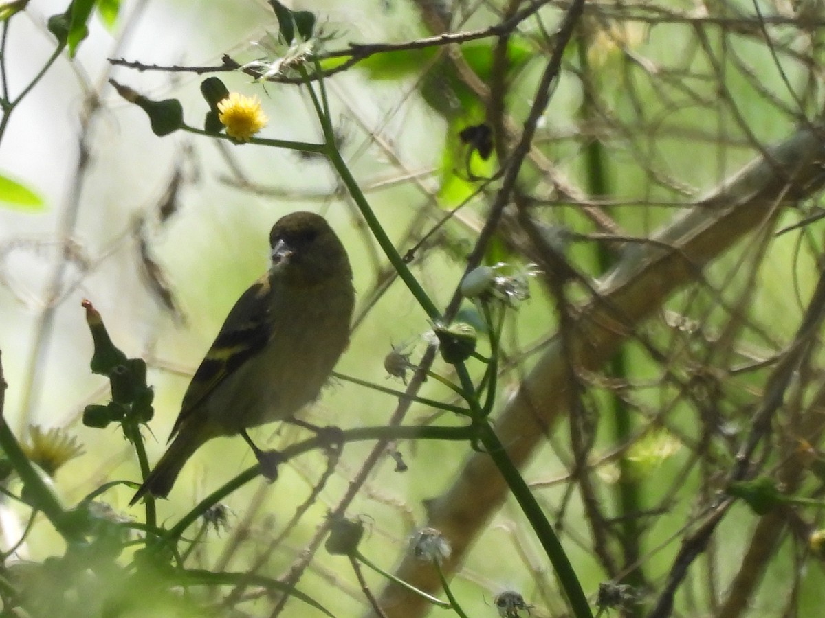 Hooded Siskin - ML624613501