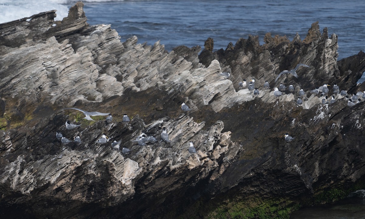 Great Crested Tern - ML624613505