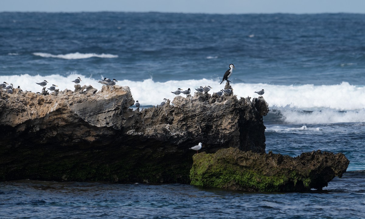 Great Crested Tern - ML624613506