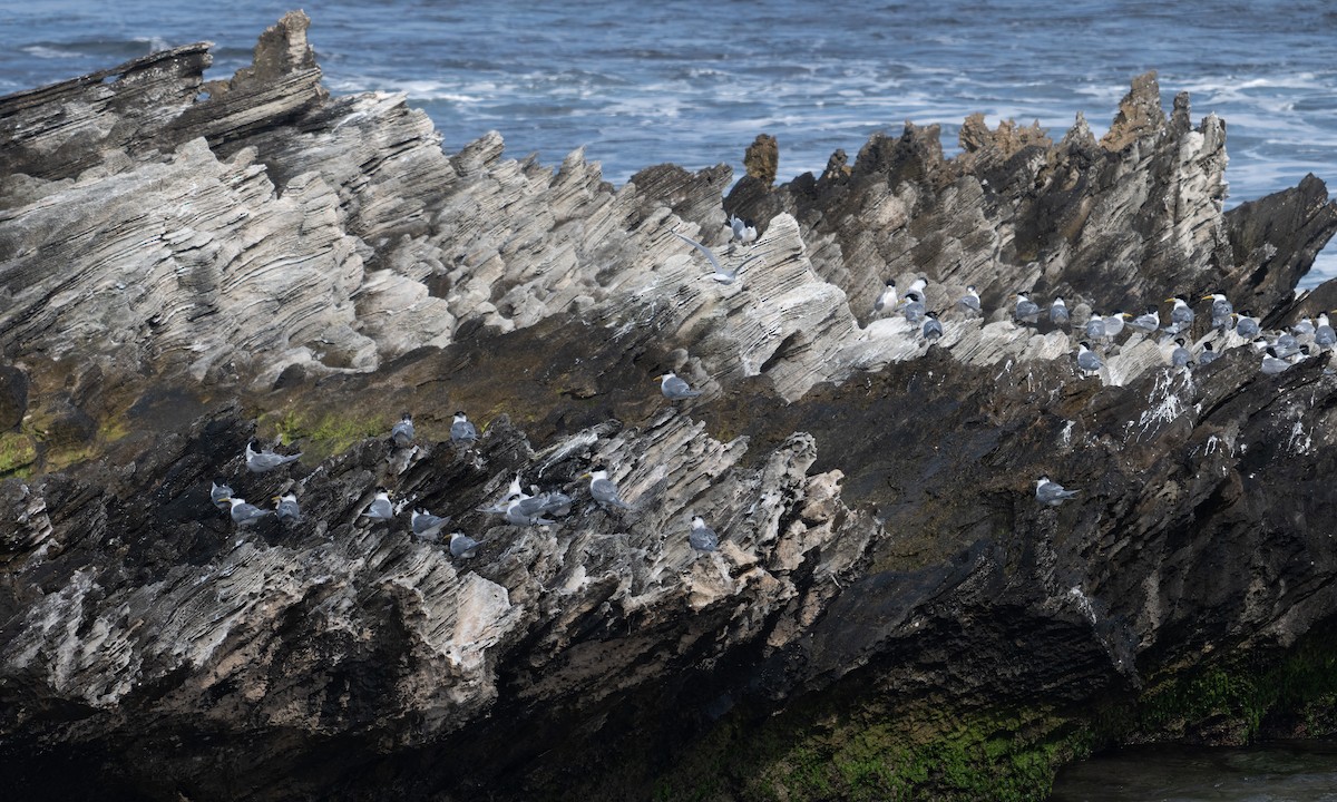 Great Crested Tern - ML624613509