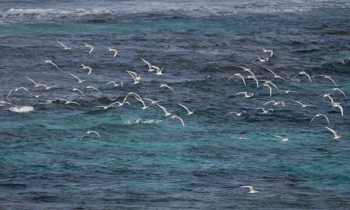 Great Crested Tern - ML624613510
