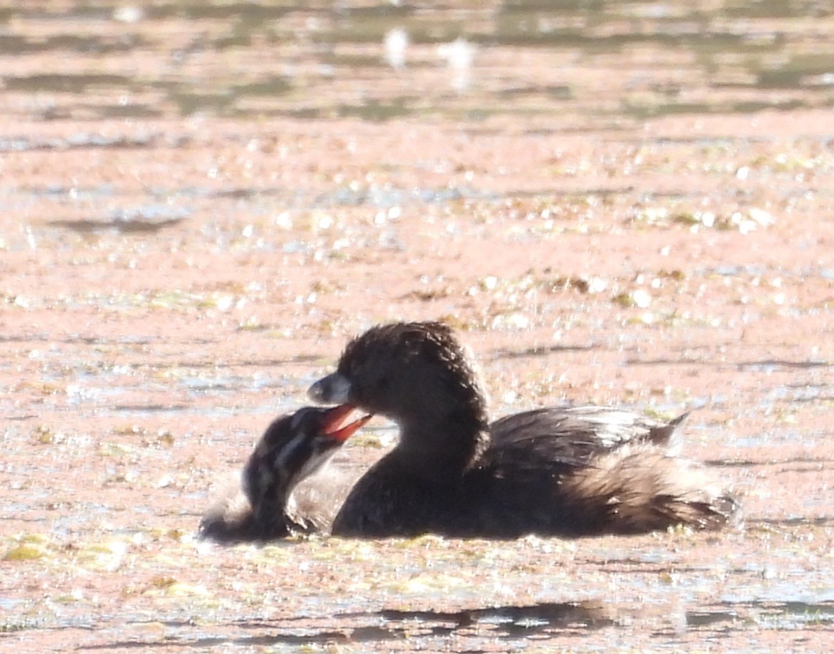 Pied-billed Grebe - ML624613511