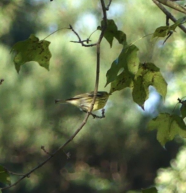 Cape May Warbler - ML624613515