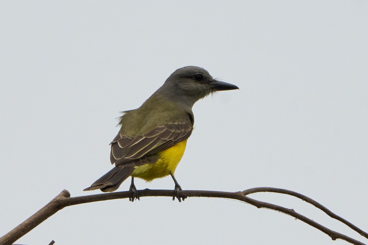 Tropical Kingbird - ML624613516