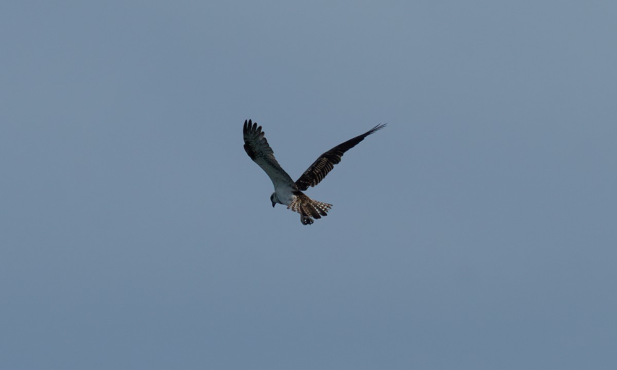 Osprey (Australasian) - ML624613525