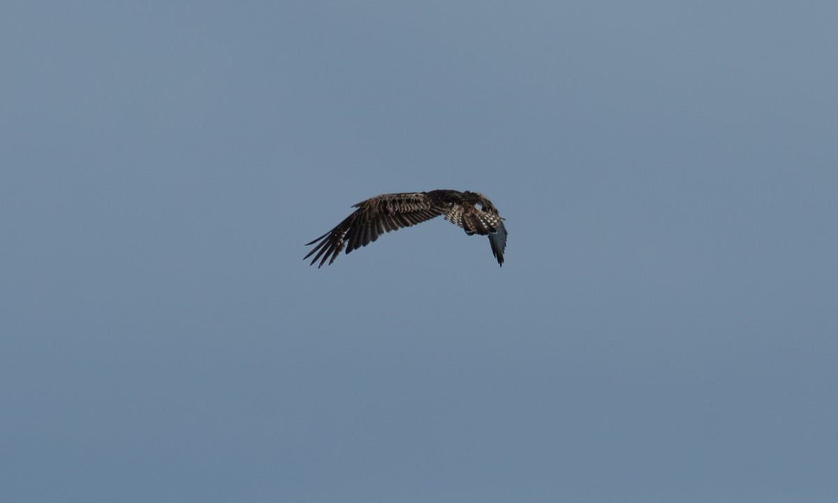 Osprey (Australasian) - ML624613526