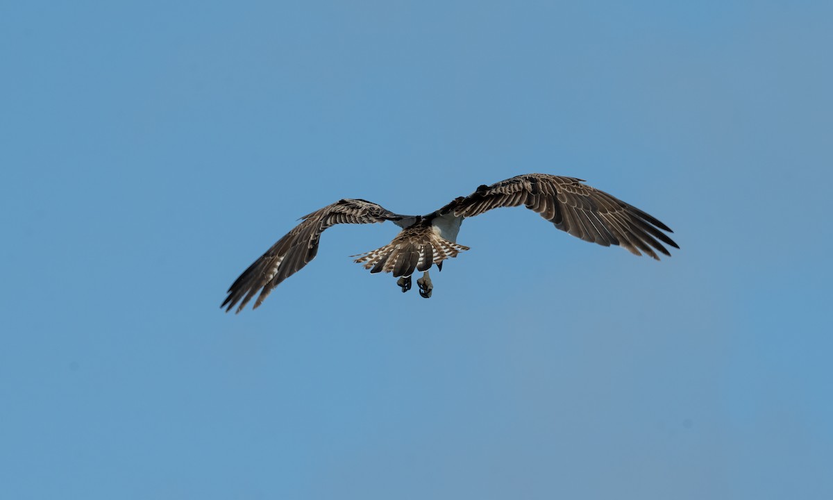 Osprey (Australasian) - ML624613527