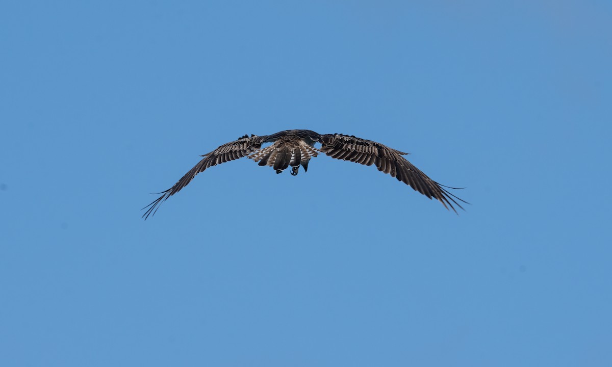 Osprey (Australasian) - ML624613528