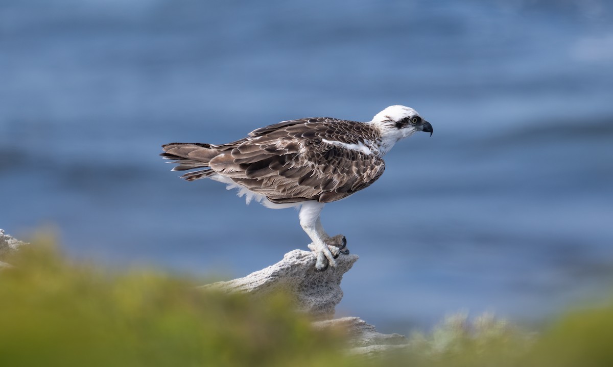 Osprey (Australasian) - ML624613529