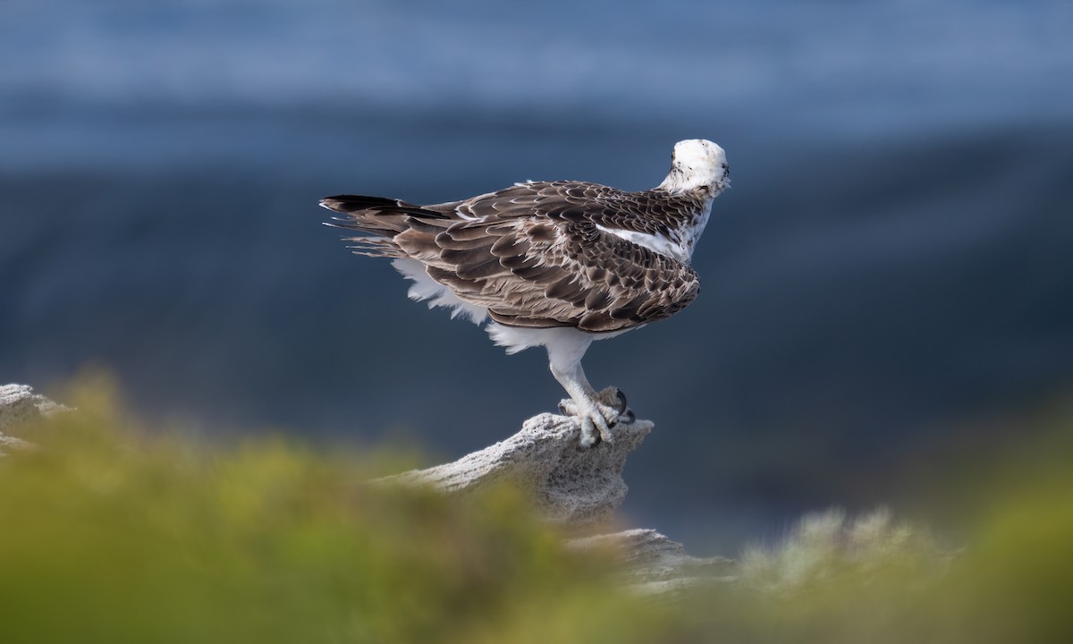 Osprey (Australasian) - ML624613530