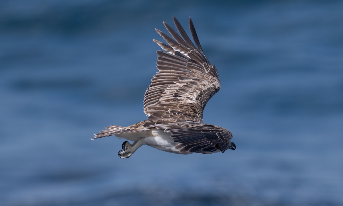 Osprey (Australasian) - ML624613532